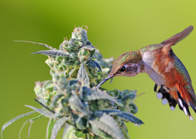 Can Birds Eat Hemp Seeds?