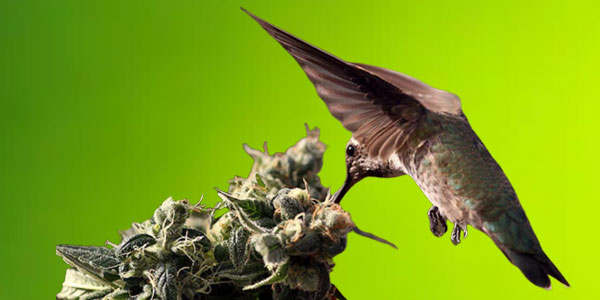 Tips Of Hemp Seeds For Birds